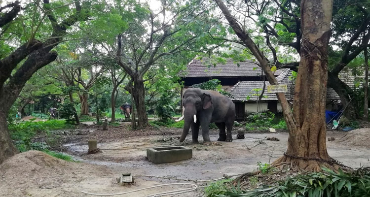 Elephant Camp, Punnathoor Kotta