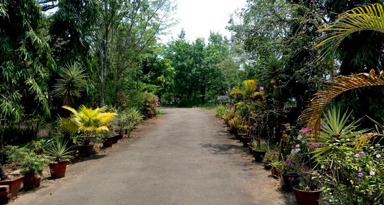 Central Forest Nursery