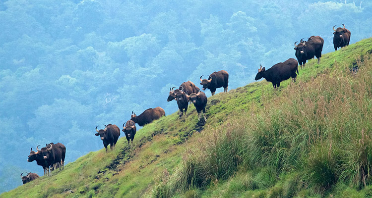 Idukki Wildlife Sanctuary