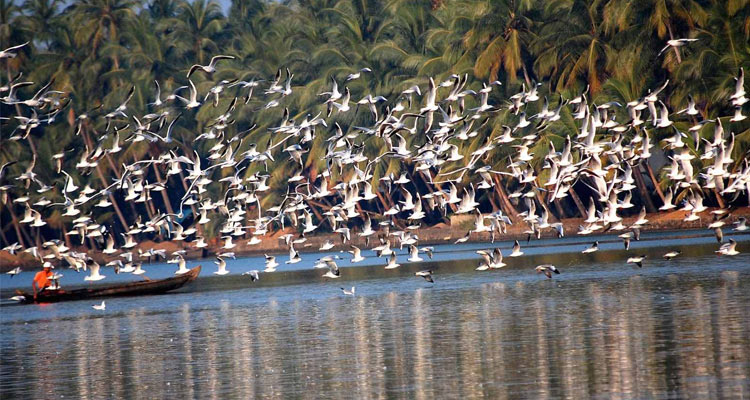 Kadalundi Bird Sanctuary, Calicut