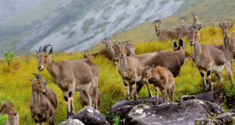 Eravikulam National Park