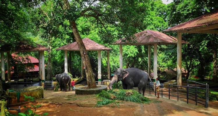 Konni Elephant Cage