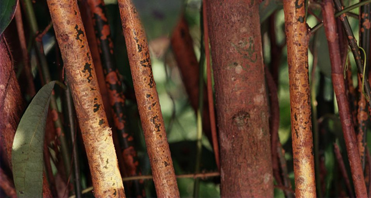 Anjarakandy Cinnamon Plantation