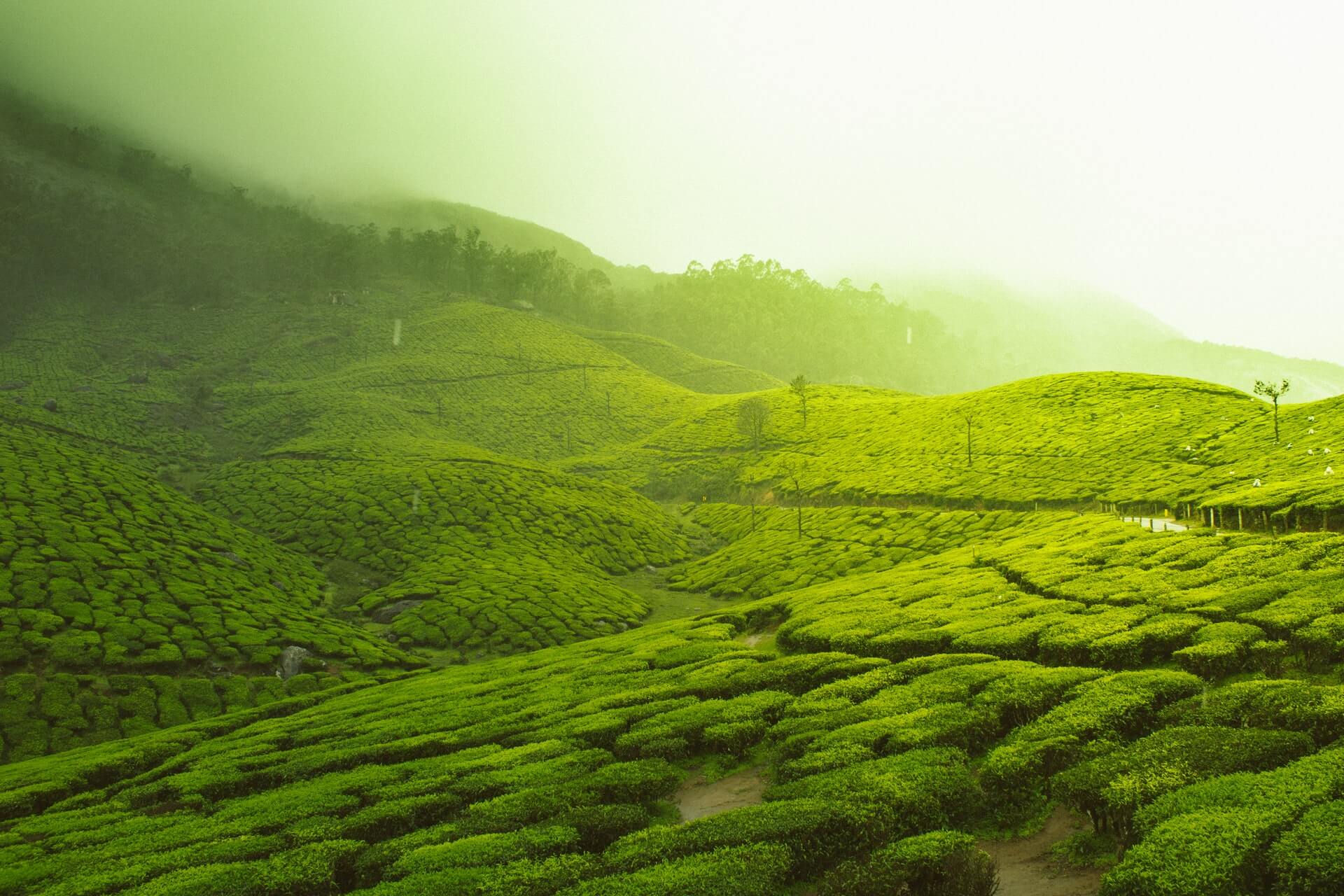 All Inclusive Munnar Tour Packages with Price & Itinerary from Kerala Tourism