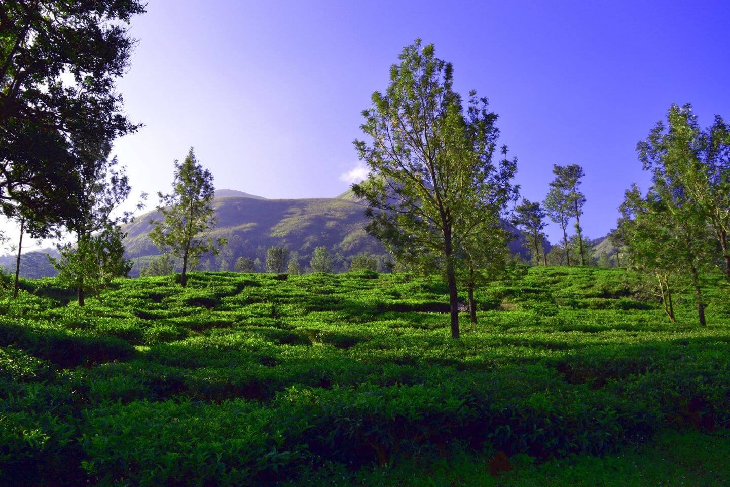 Wayanad Tour Packages with All-inclusive Price & Itinerary