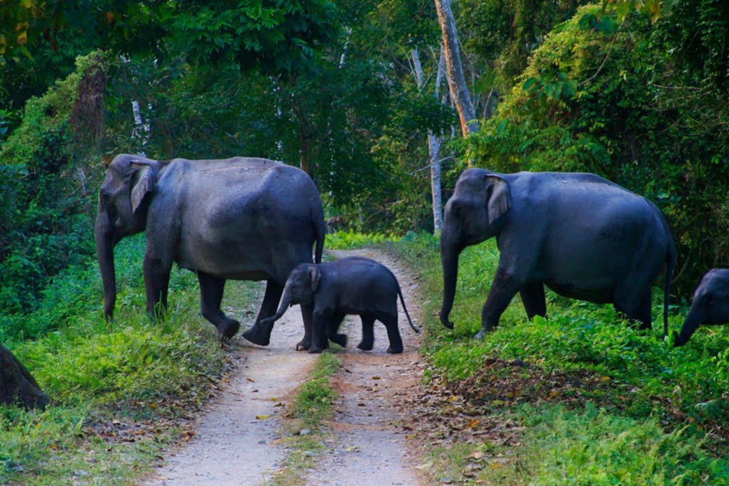 Begur Wildlife Sanctuary