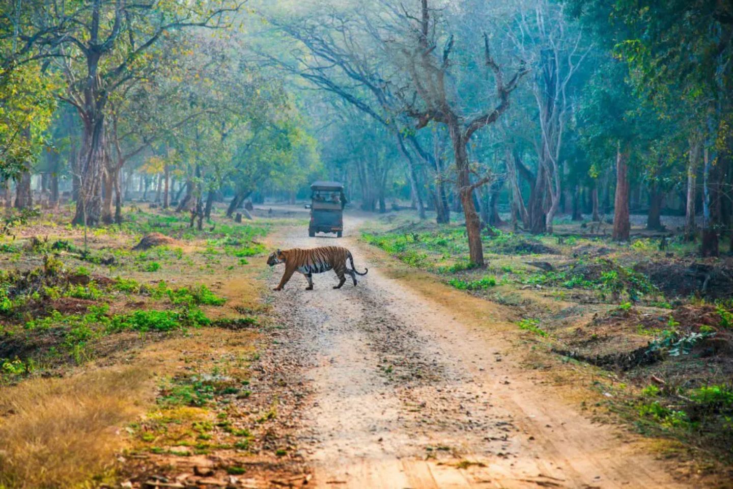 Nagarhole Wildlife Sanctuary