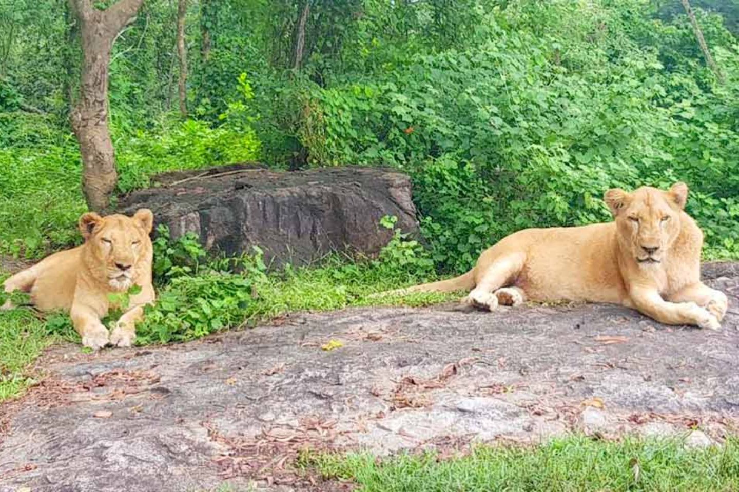 Neyyar Wildlife Sanctuary