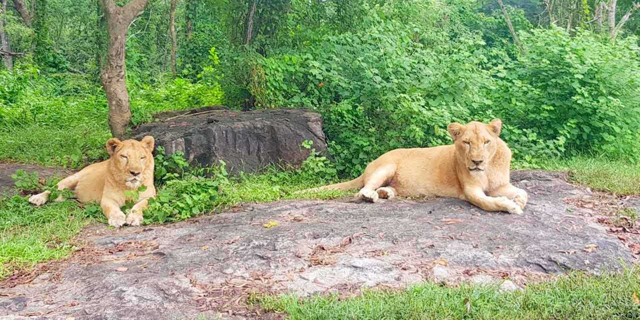 neyyar lion safari park ticket price