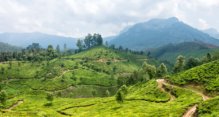 Anamudi Peak Munnar (Timings, History, Entry Fee, Images & Information ...