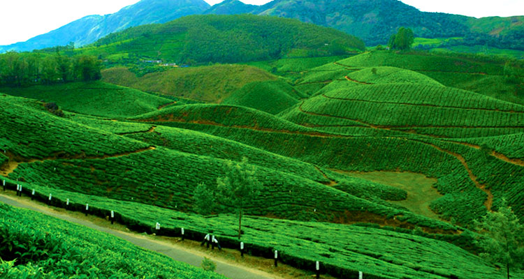 Devikulam Munnar (Timings, History, Entry Fee, Images & Information ...