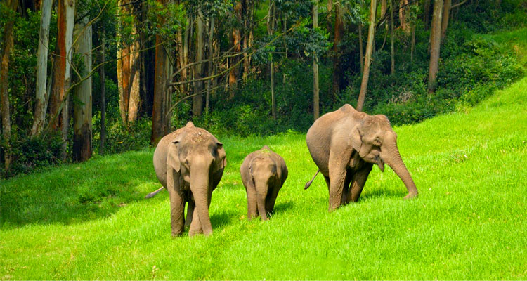 Elephant Arrival Spot Munnar (Timings, History, Entry Fee, Images ...