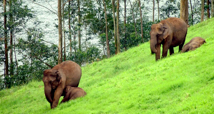 Elephant Arrival Spot Munnar (Timings, History, Entry Fee, Images ...