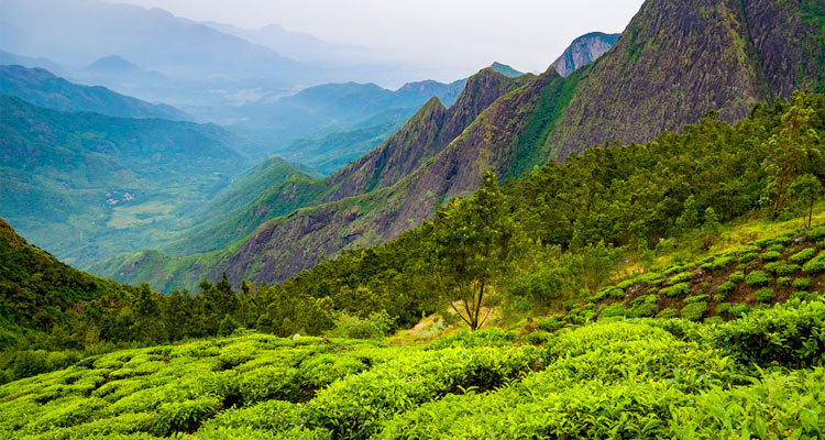 Kolukkumalai Tea Estate Munnar (Timings, History, Entry Fee, Images ...