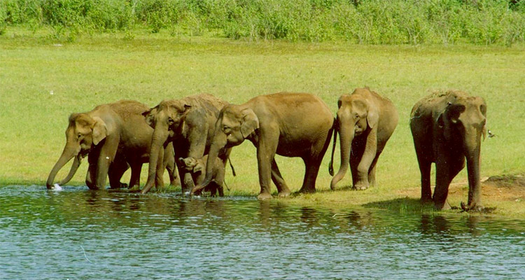 Periyar Wildlife Sanctuary Thekkady (Timings, History, Entry Fee ...