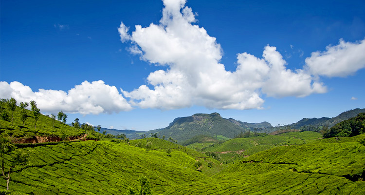 Top Station Munnar (Timings, History, Entry Fee, Images & Information ...