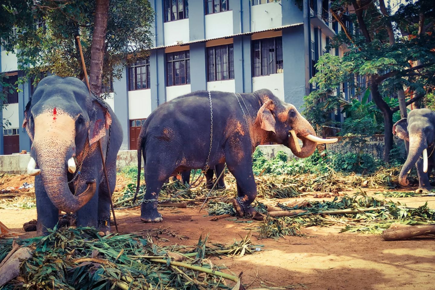 Places to Visit in Thrissur | Thrissur Tourism