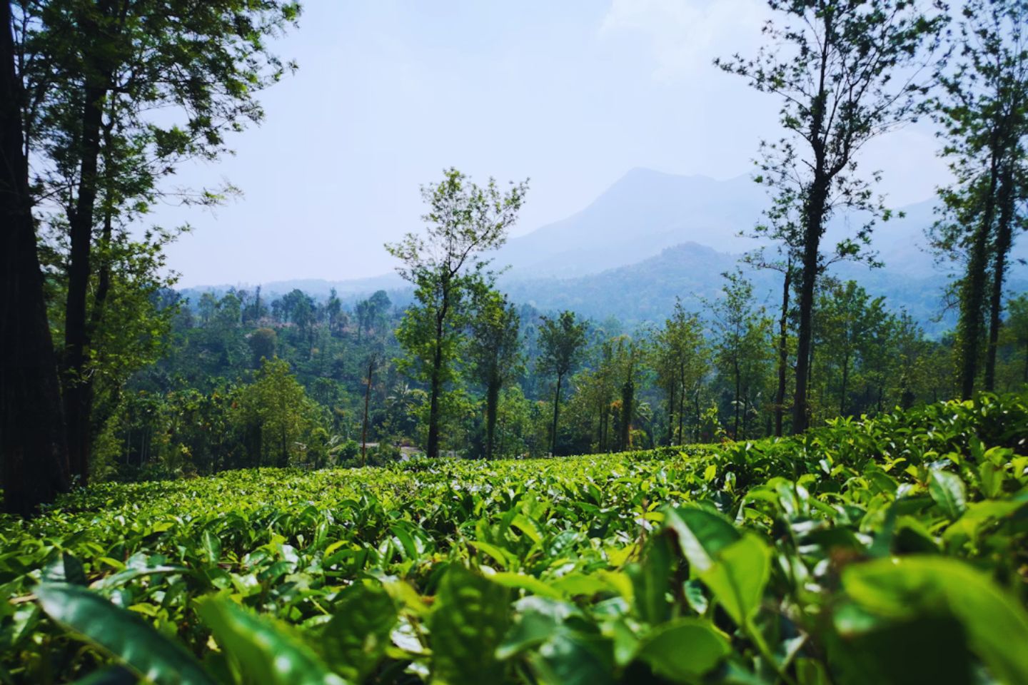 Places to Visit in Wayanad | Wayanad Tourism