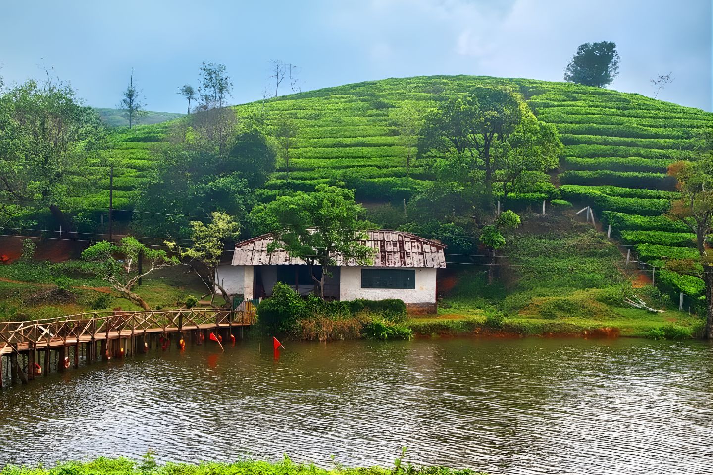 Flora and Fauna in Vagamon