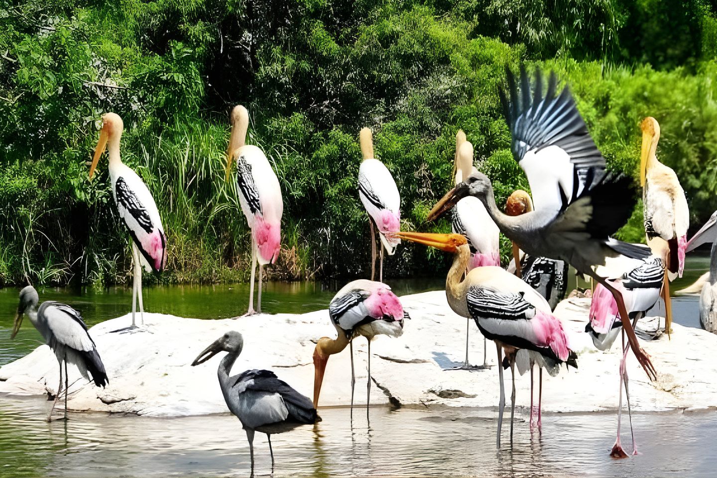 Kumarakom Bird Sanctuary
