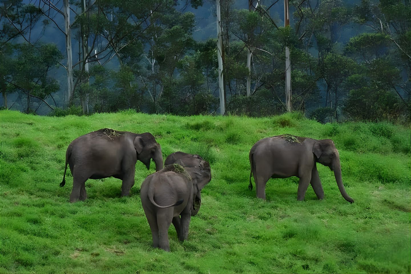 Pullumedu Thekkady